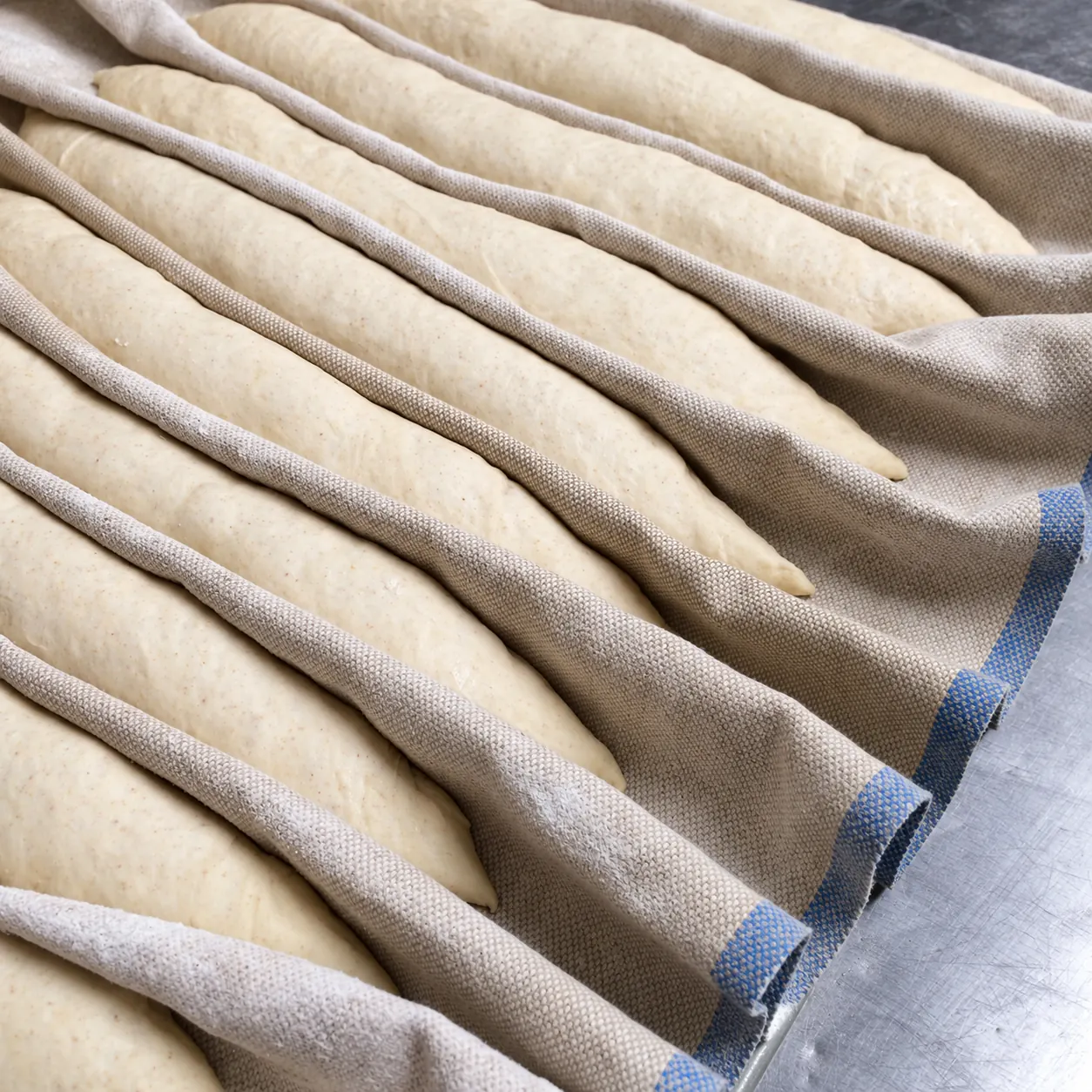 Baguetes em fermentação sobre pano de linho, antes do forno